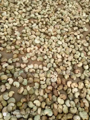 Raw Cashew Nut RCN