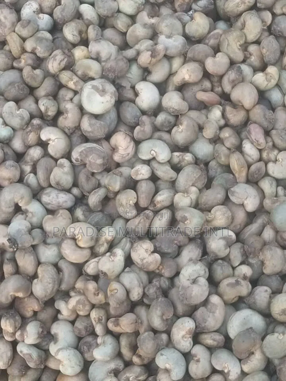 Raw Cashew Nut RCN