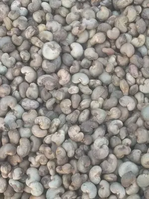 Raw Cashew Nut RCN