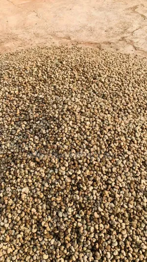 Raw Cashew Nut RCN