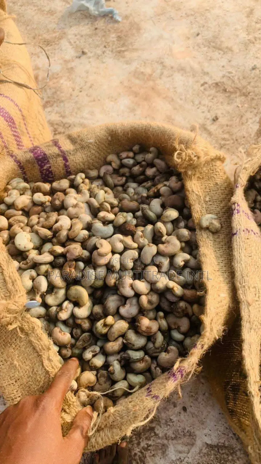 Raw Cashew Nut RCN