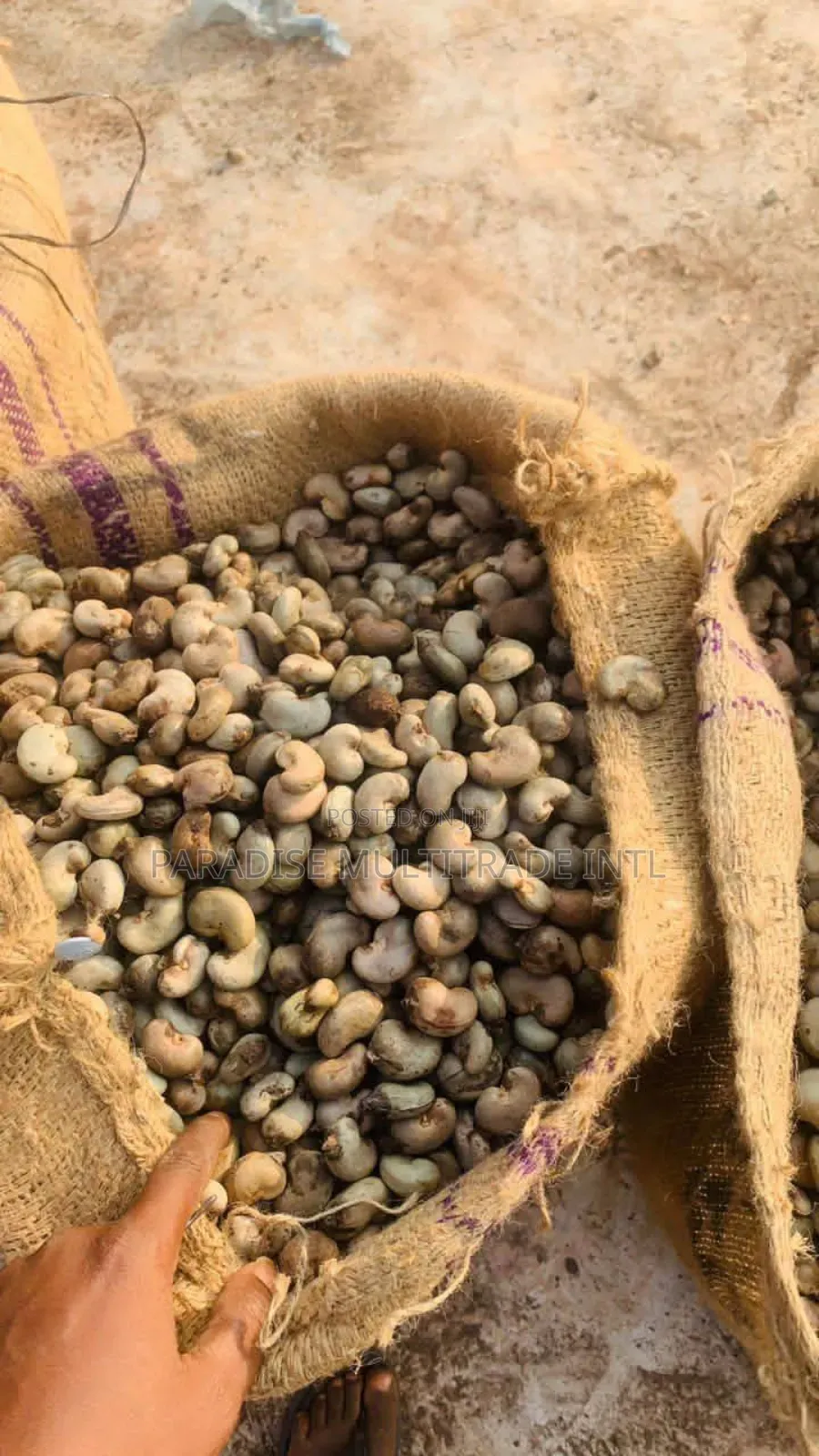 Raw Cashew Nut RCN