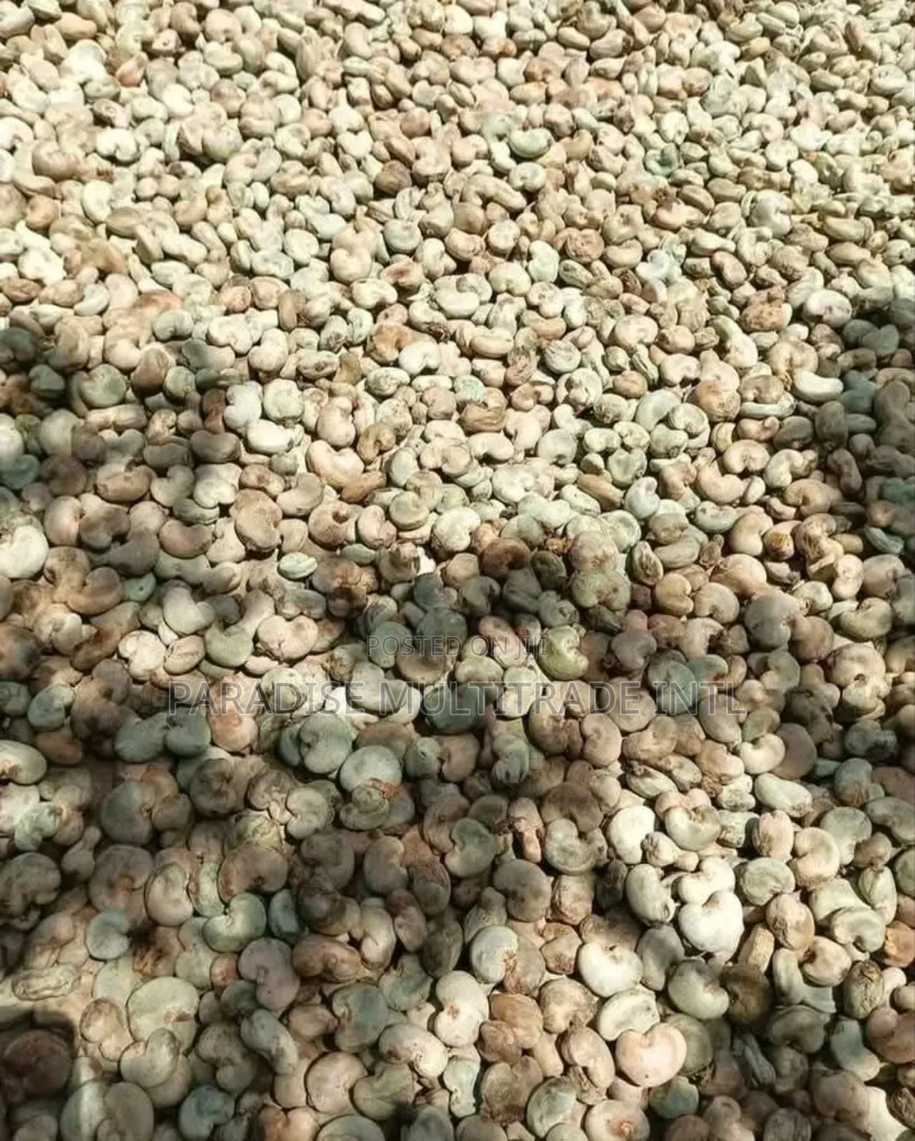 Raw Cashew Nut RCN