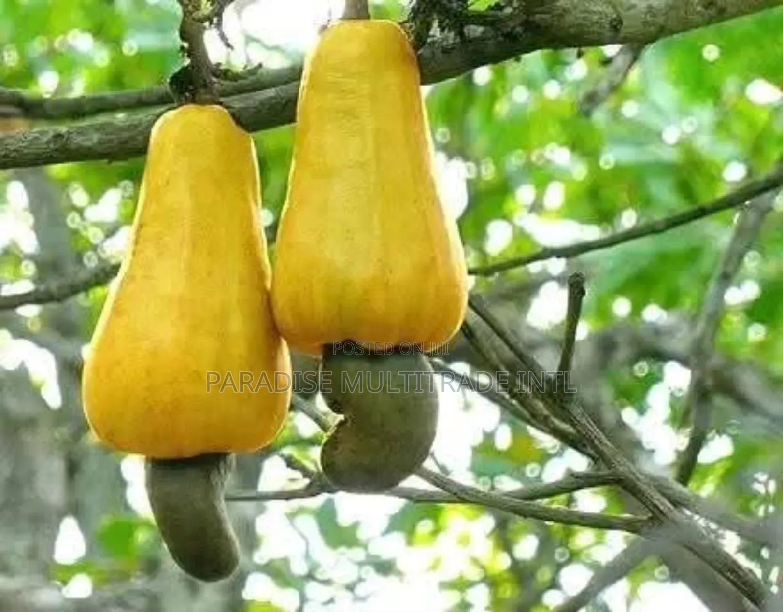 Raw Cashew Nut RCN