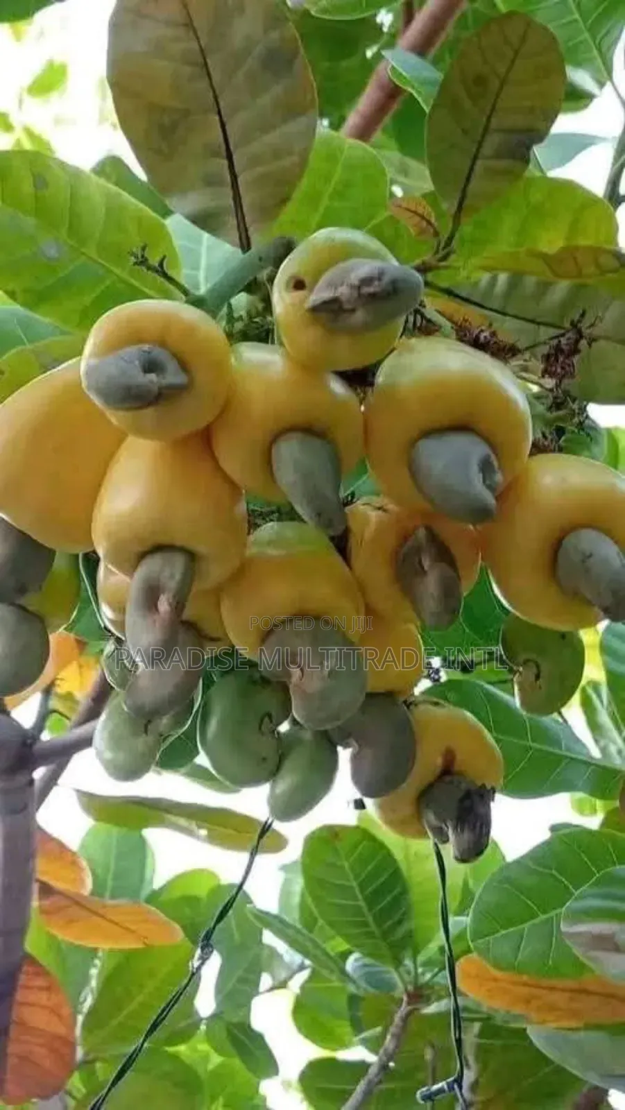 Raw Cashew Nut RCN