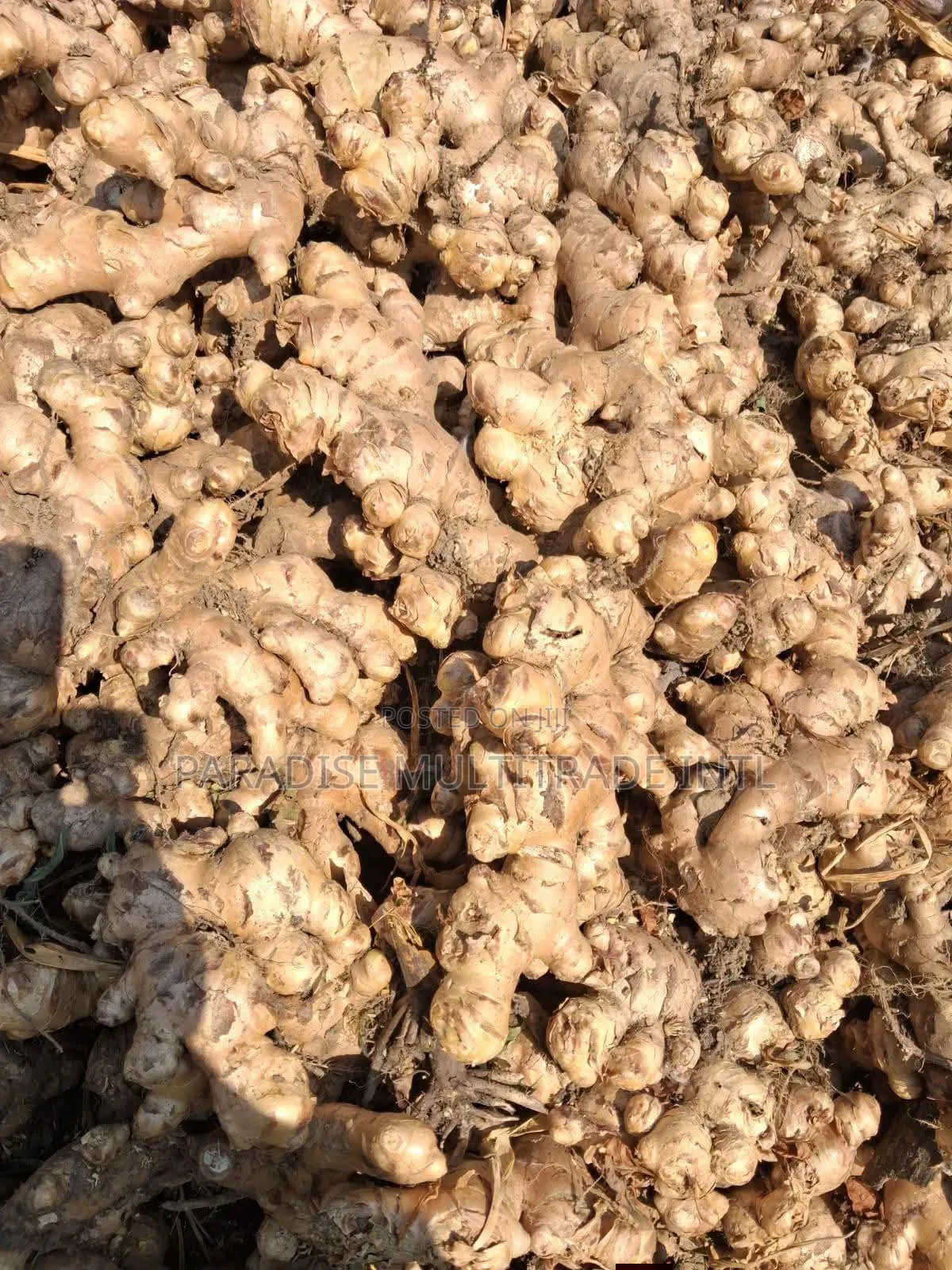 Fresh Ginger