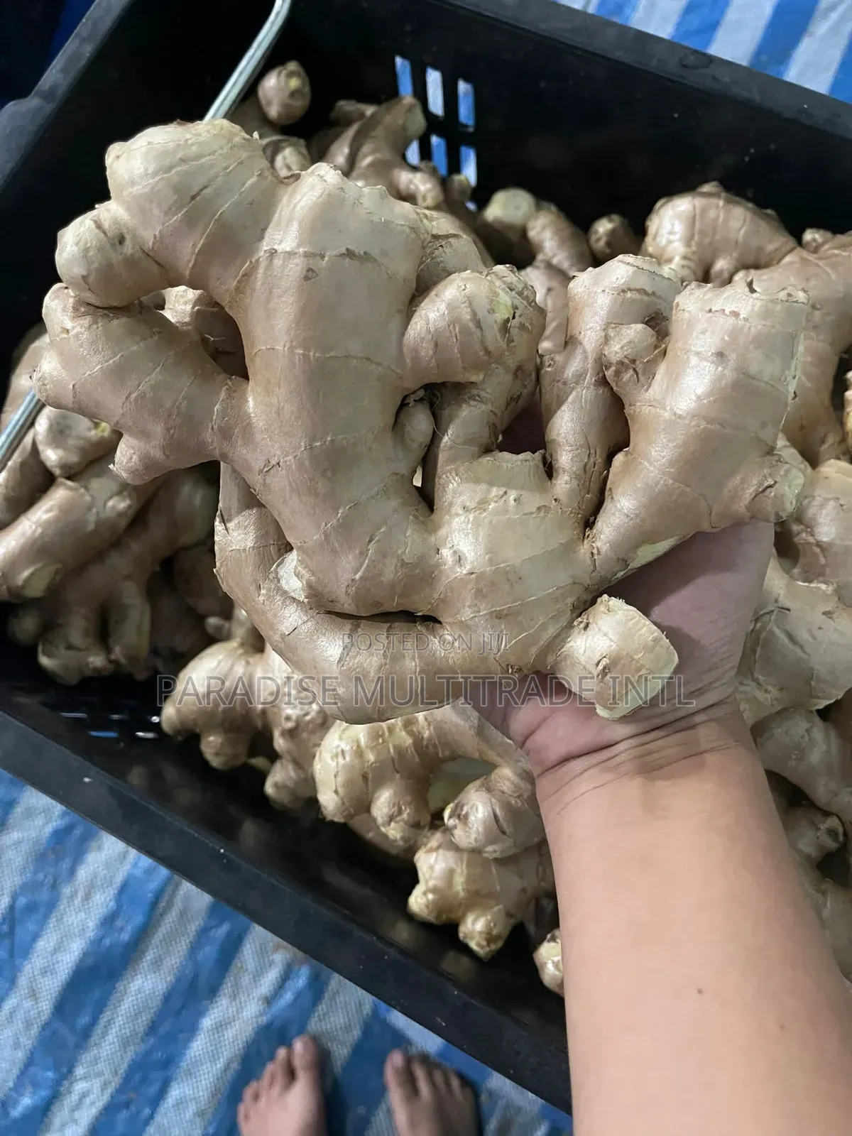 Fresh Ginger