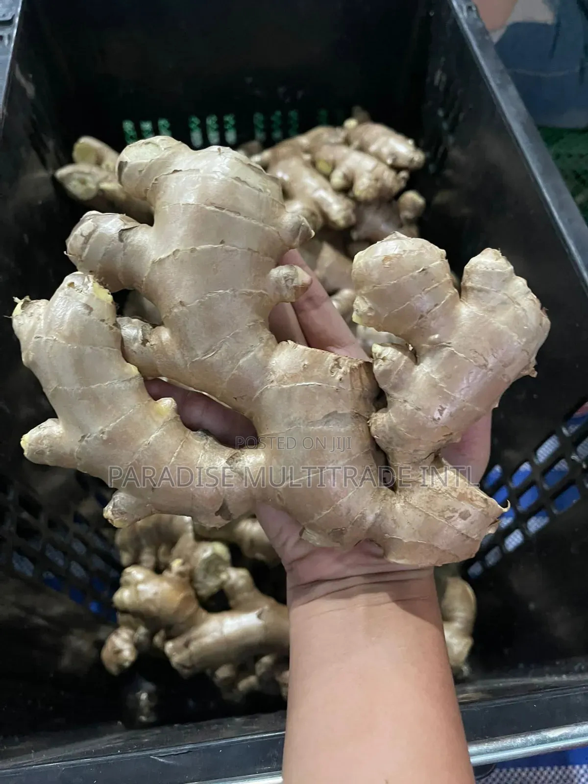 Fresh Ginger
