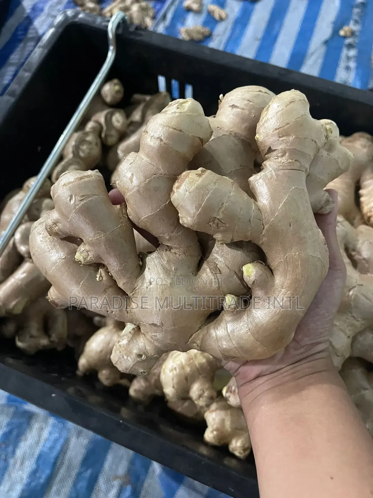 Fresh Ginger