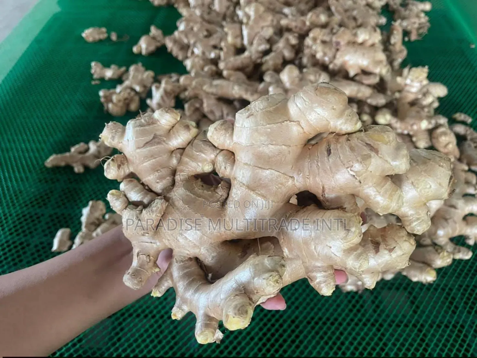 Fresh Ginger