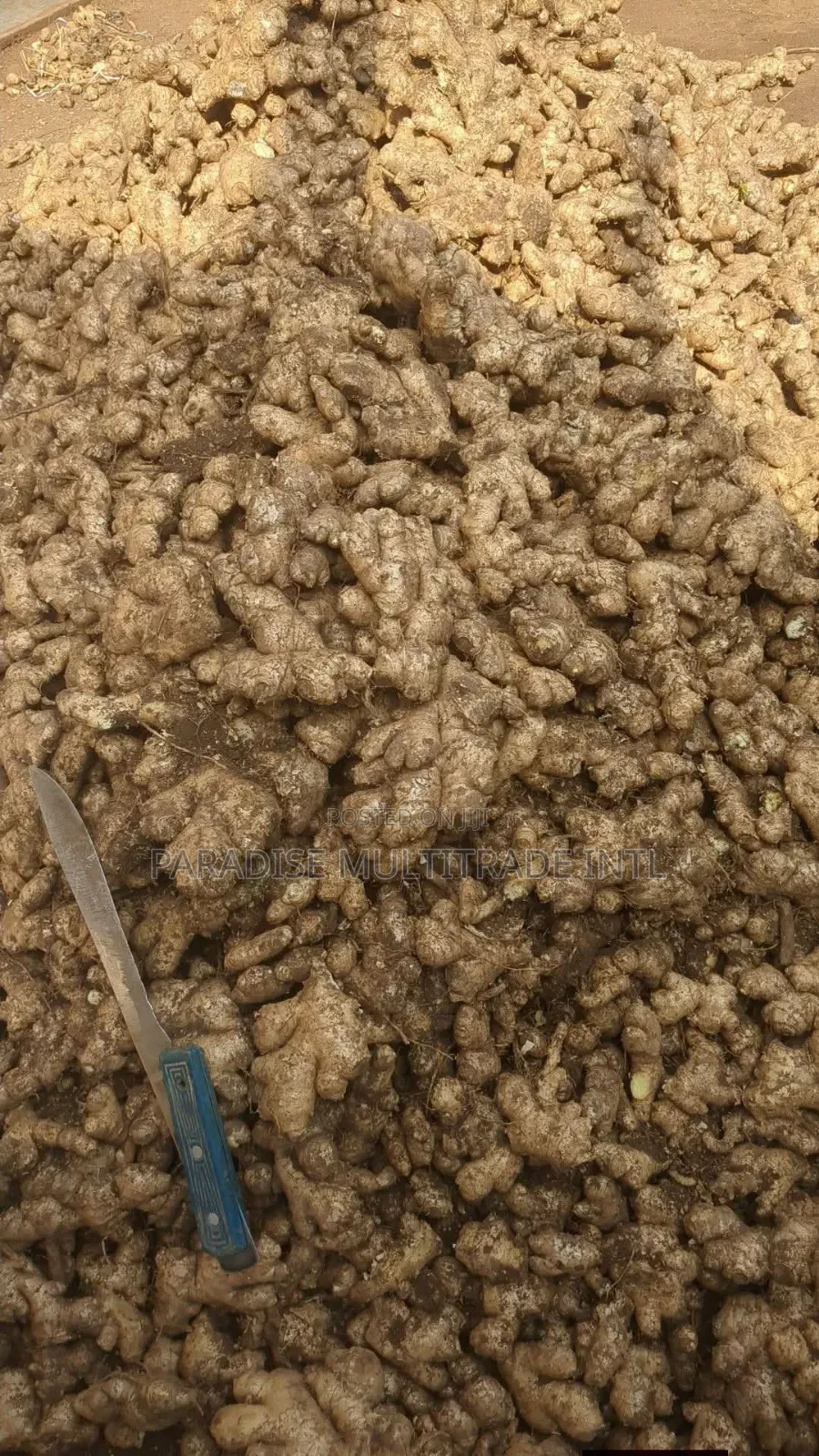 Fresh Ginger