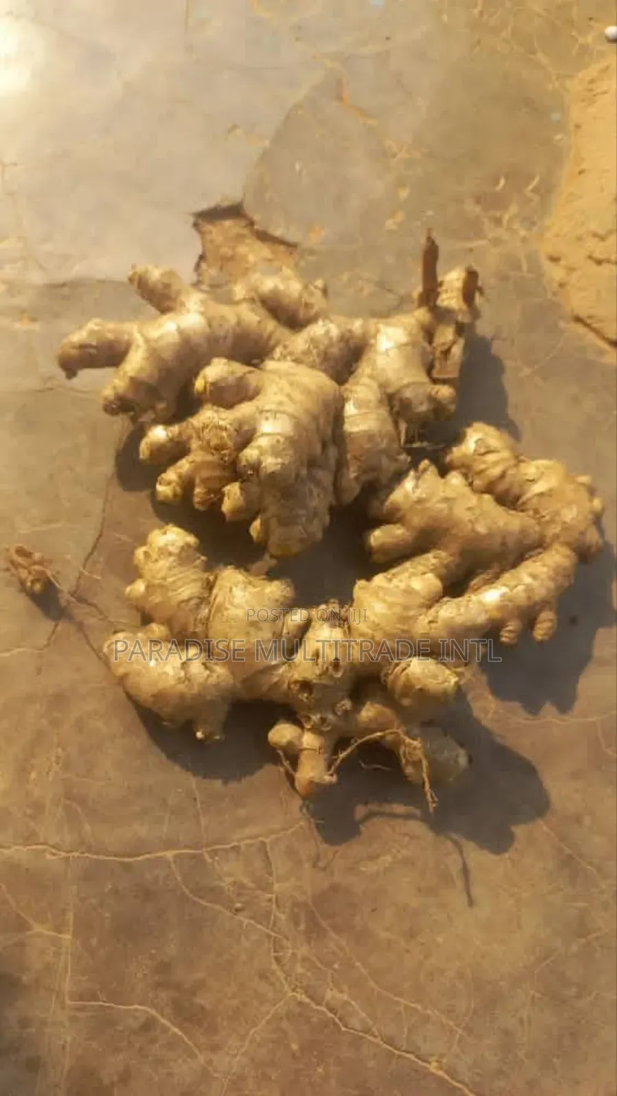 Fresh Ginger