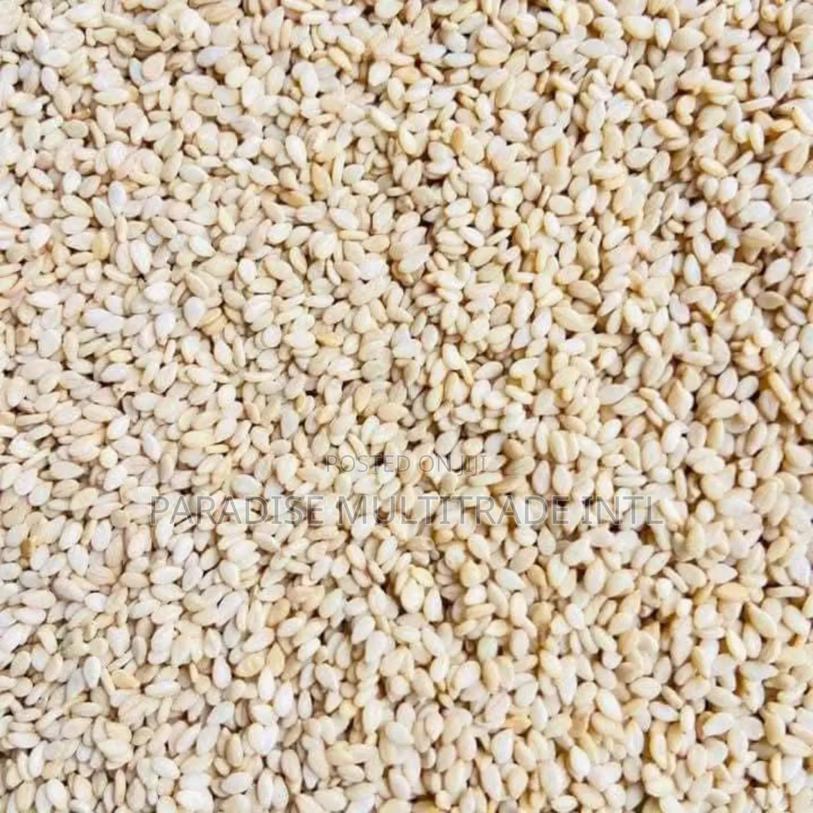 White Sesame Seed 98% Cleaned