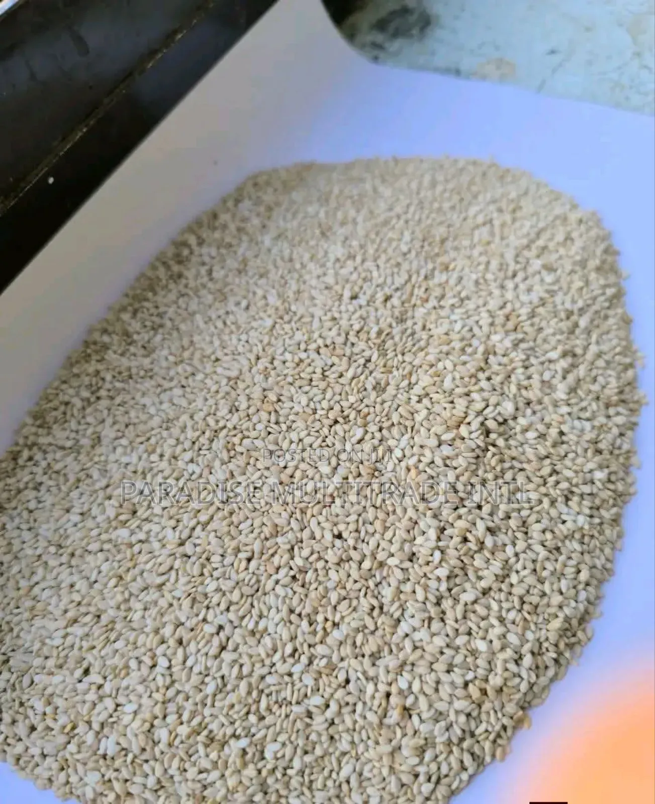 White Sesame Seed 98% Cleaned