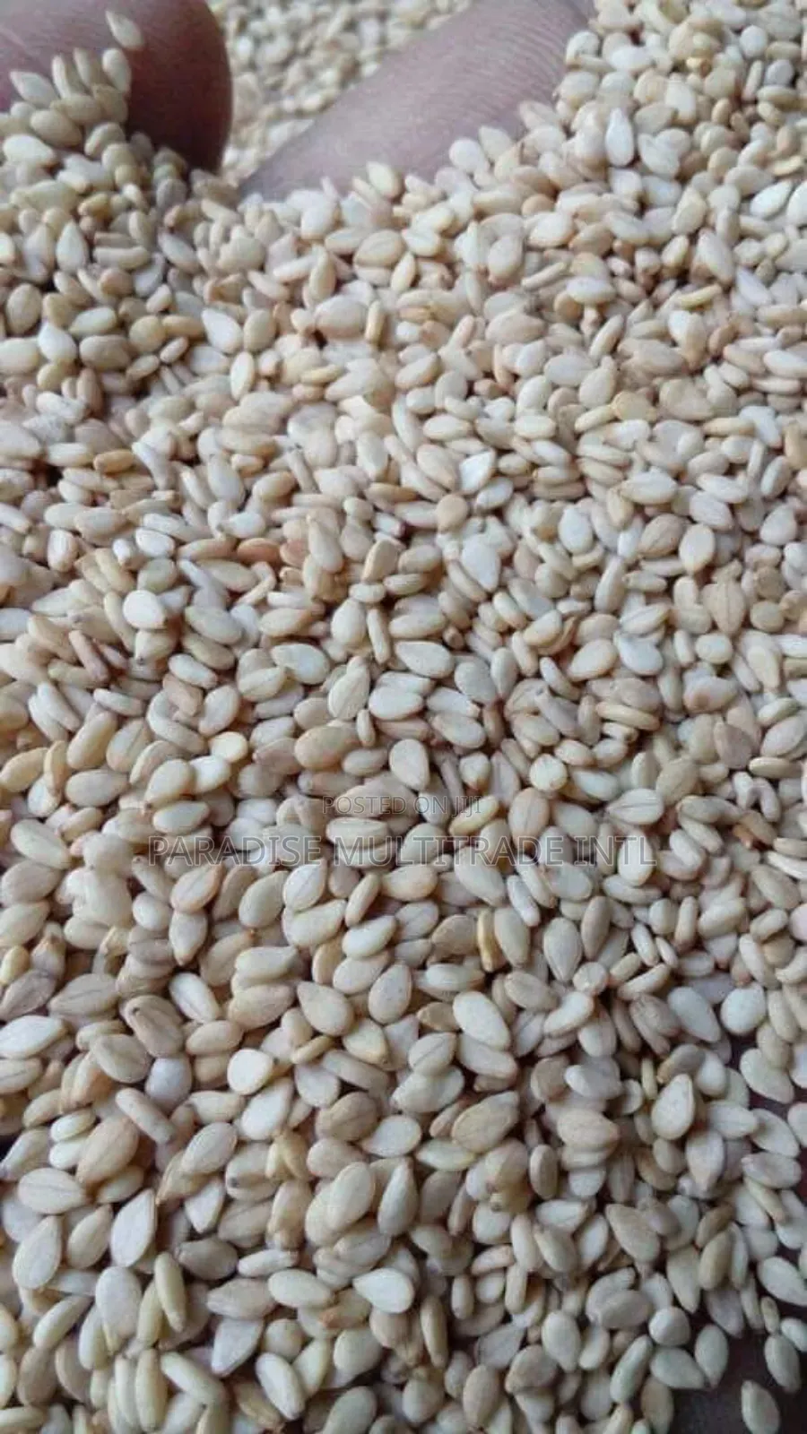 White Sesame Seed 98% Cleaned