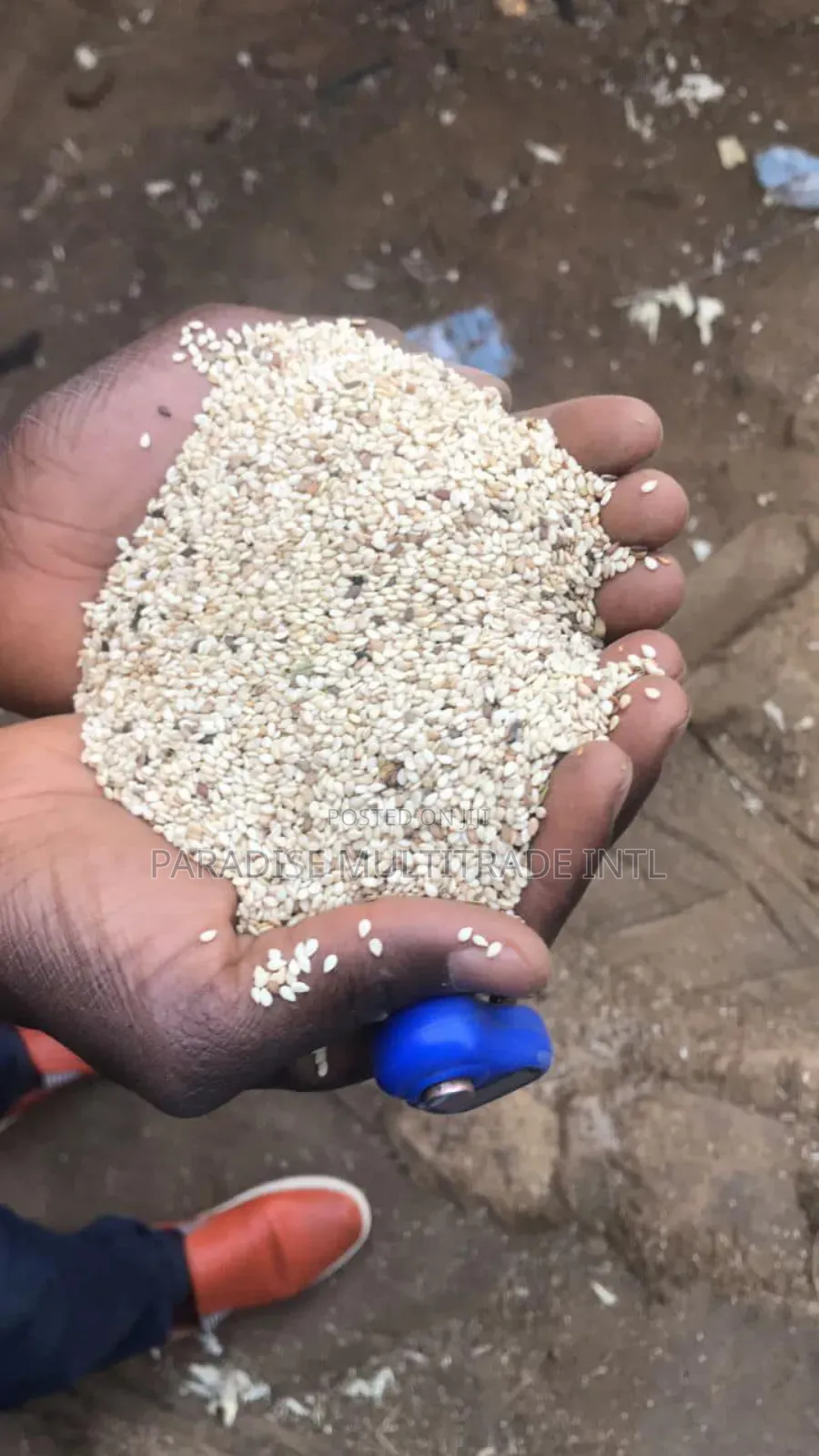 White Sesame Seed 98% Cleaned