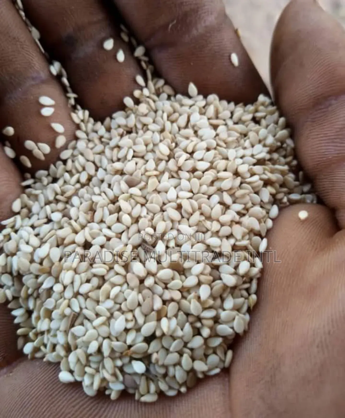 White Sesame Seed 98% Cleaned