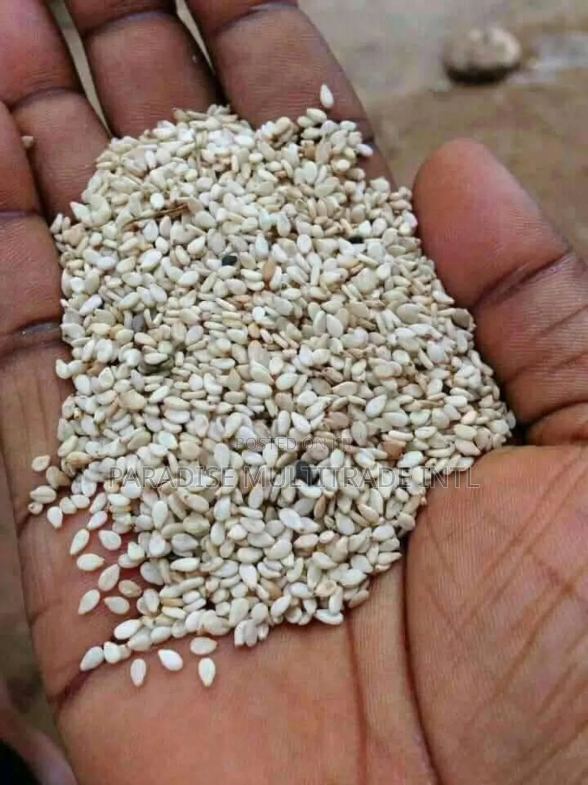 White Sesame Seed 98% Cleaned