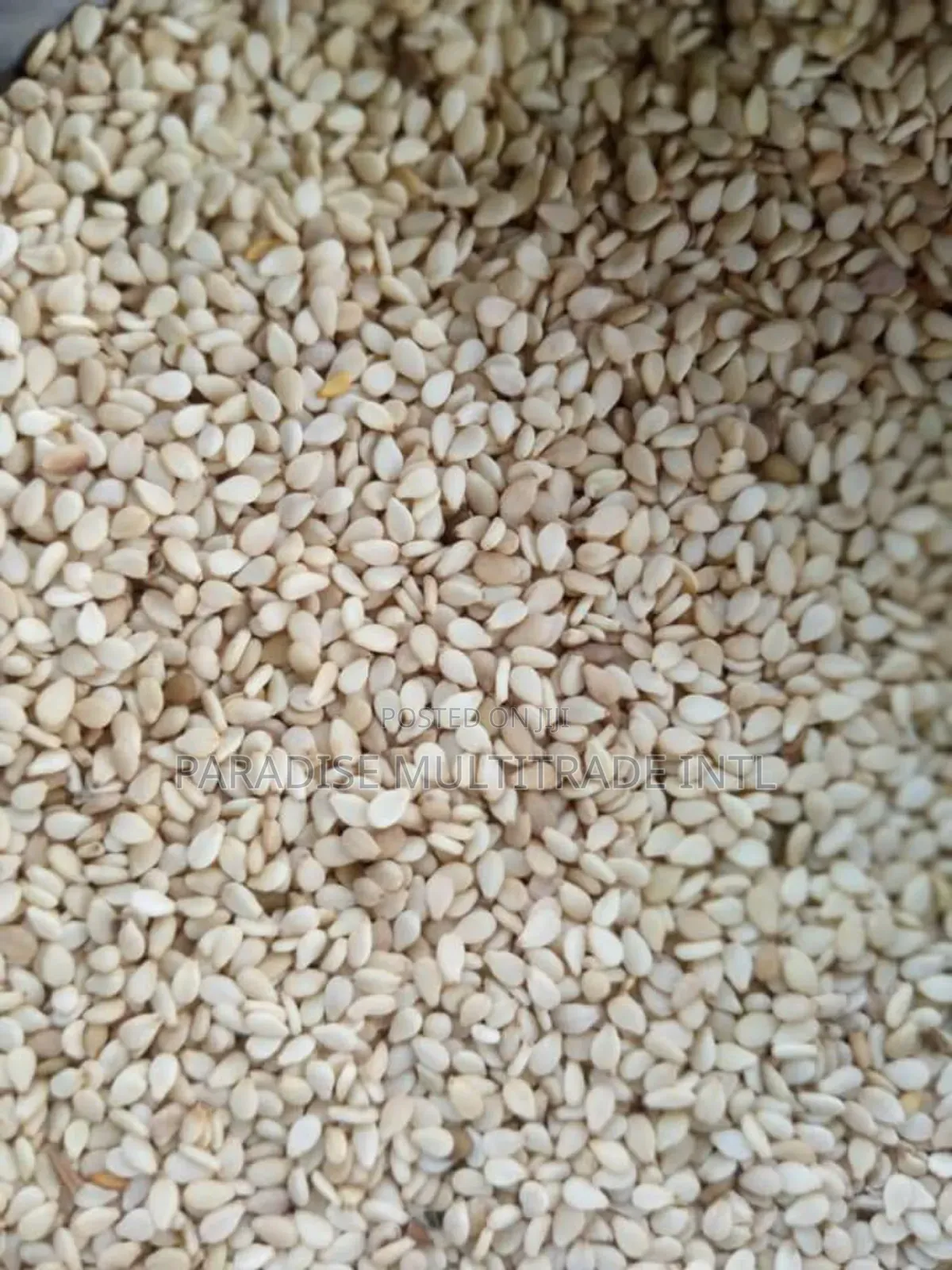 White Sesame Seed 98% Cleaned