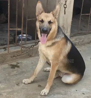 6-12 months Male Purebred German Shepherd