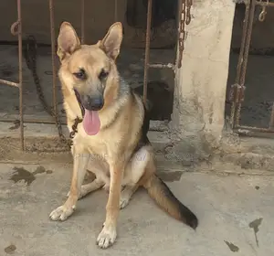 6-12 months Male Purebred German Shepherd