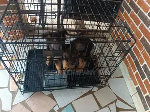 1-3 months Female Purebred German Shepherd