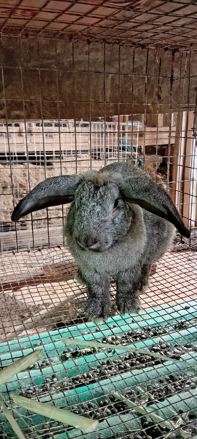 American Chinchilla,Hyla, Rabbit