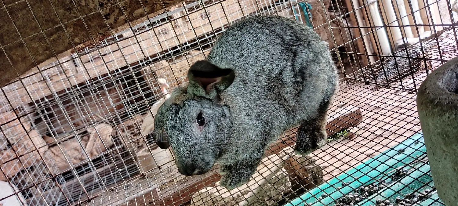 American Chinchilla,Hyla, Rabbit
