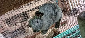 American Chinchilla,Hyla, Rabbit