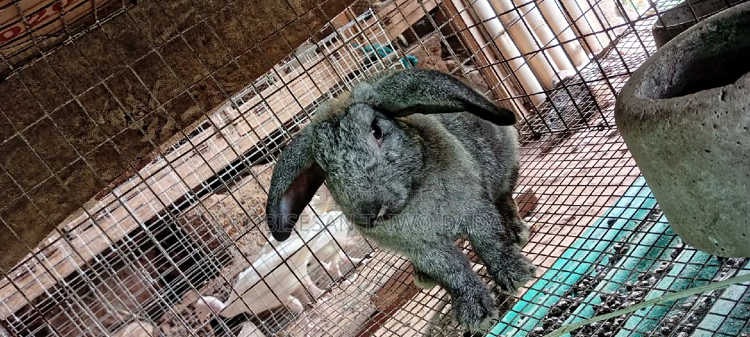 American Chinchilla,Hyla, Rabbit