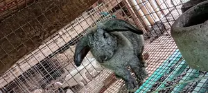 American Chinchilla,Hyla, Rabbit