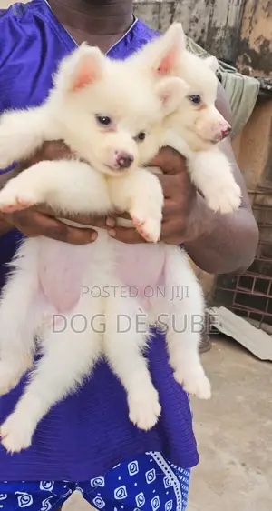 1-3 months Female Purebred American Eskimo
