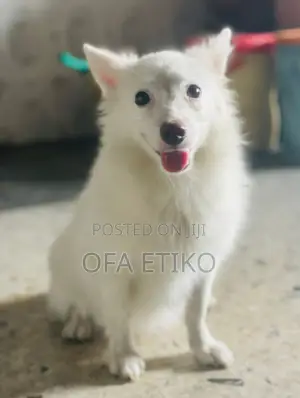 1-3 months Female Purebred American Eskimo