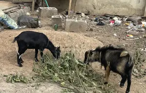 Active Male and Pregnant Female Wad Goat Is for Sale