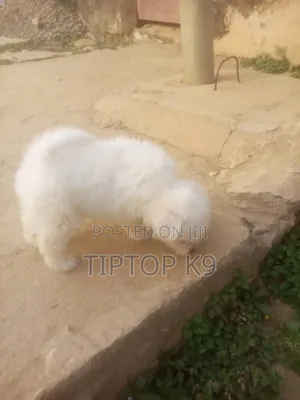 1-3 months Female Purebred American Eskimo