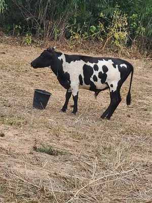 Affordable Okefi Igbo Cow