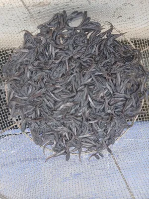 Hybrid Postfingerlings And Juveniles Are Available