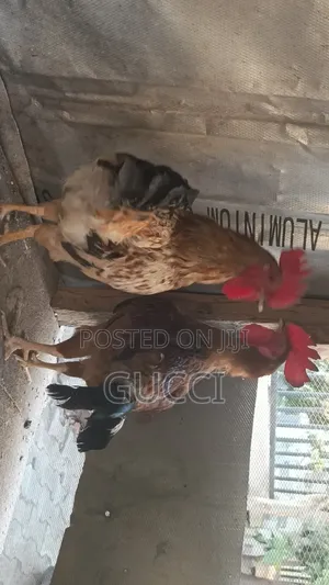 Local Chicken