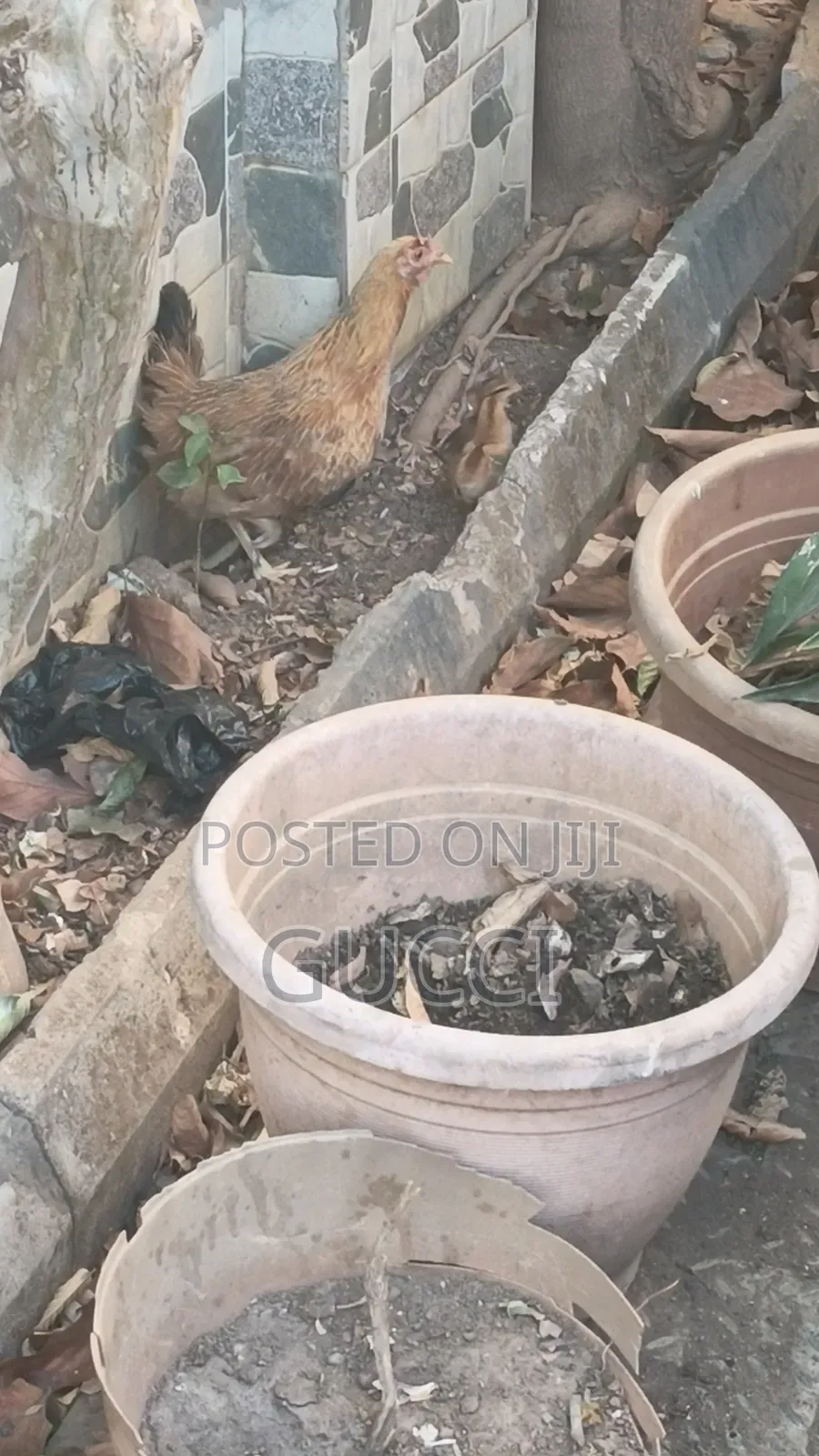 Local Chicken