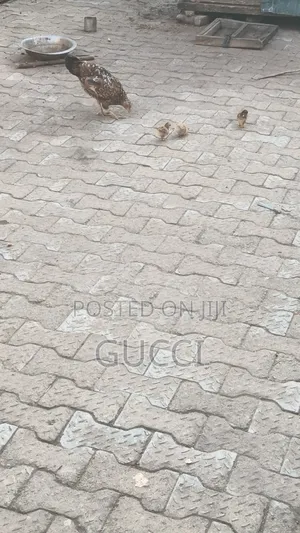 Local Chicken