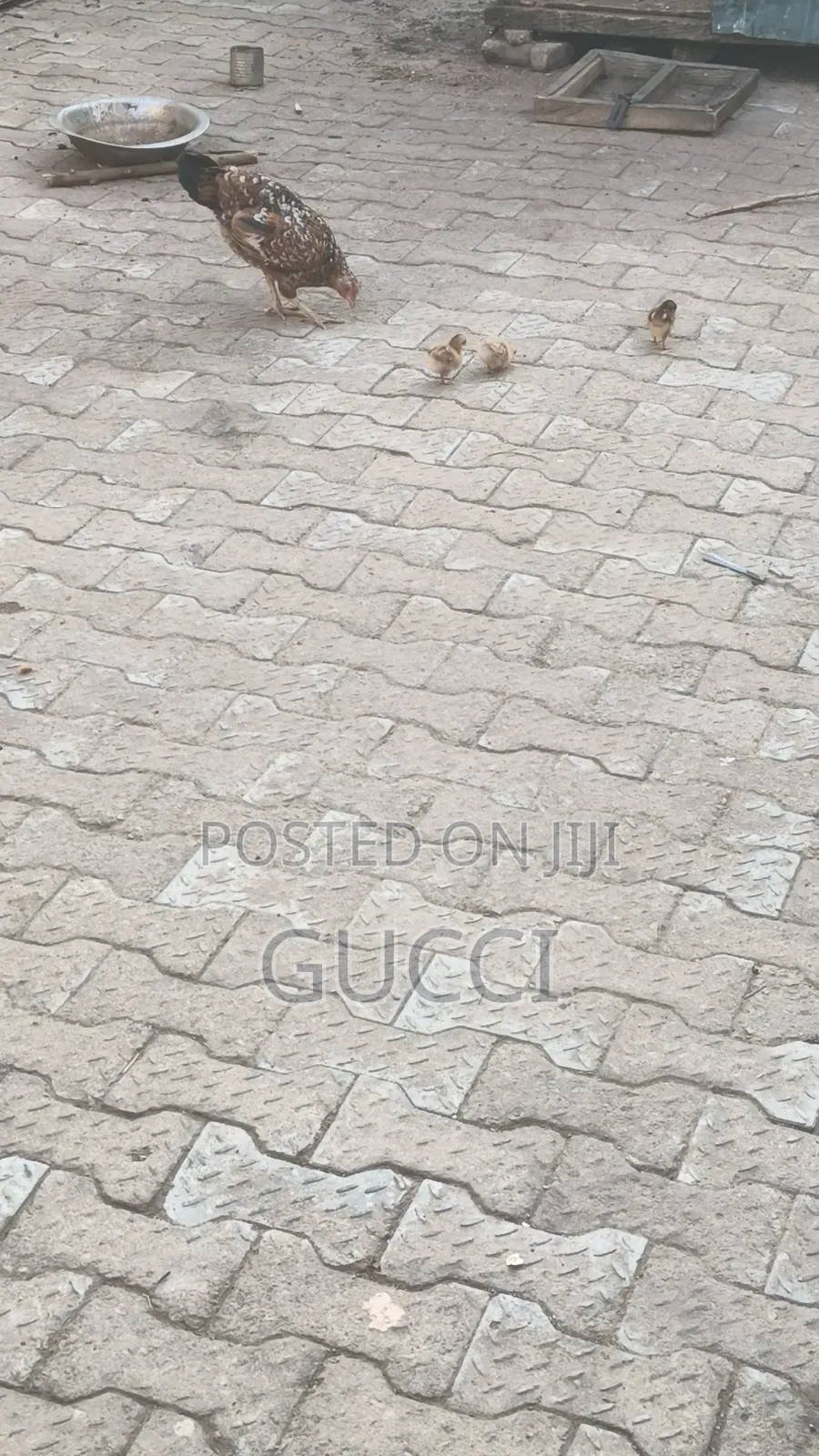 Local Chicken