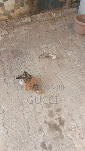 Local Chicken