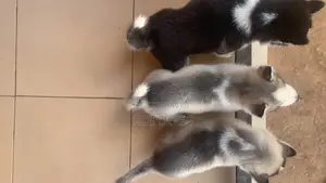 1-3 months Female Purebred Siberian Husky