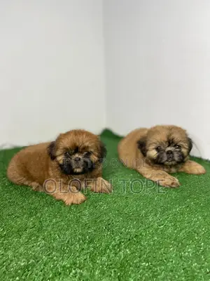 1-3 months Female Purebred Shih Tzu