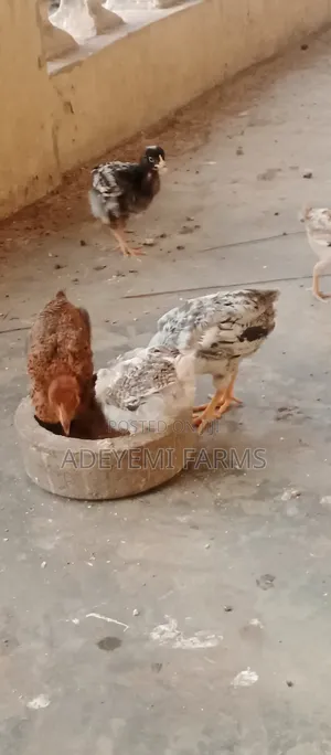 Improved Local Chicken