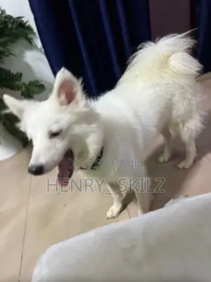 1+ year Male Purebred American Eskimo