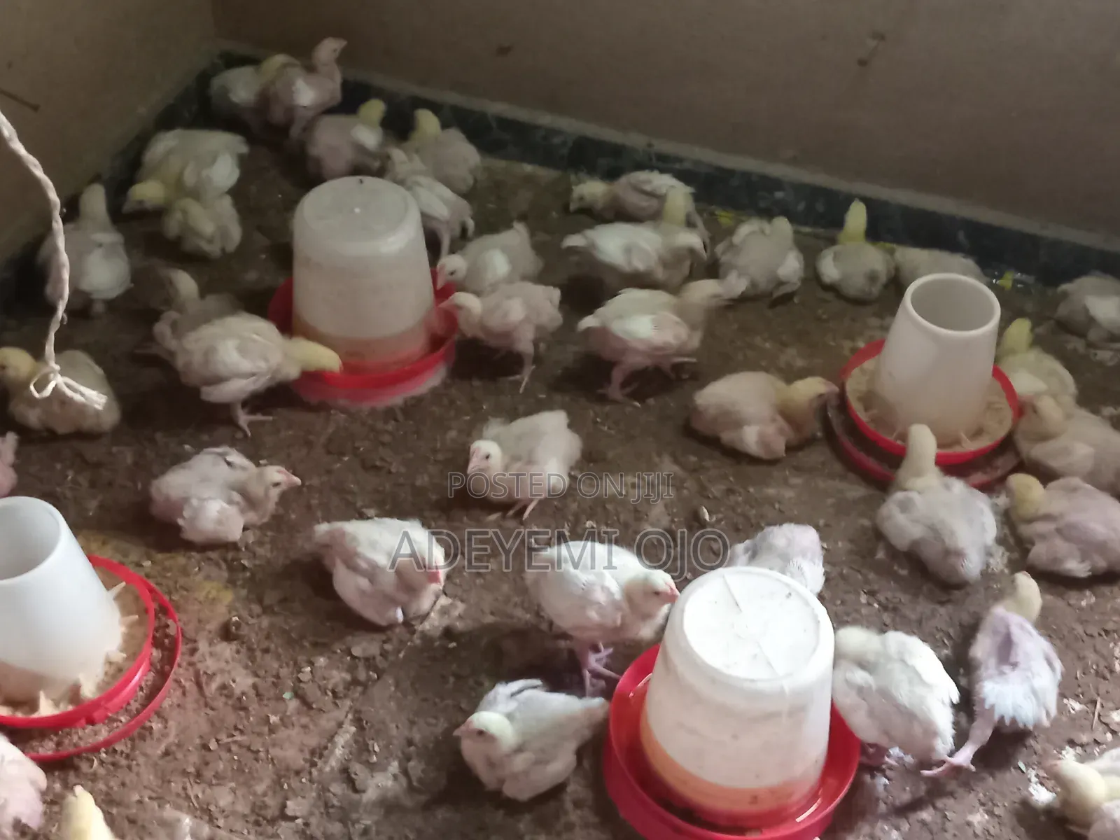 2 Weeks Broilers for Sale