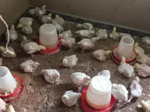 2 Weeks Broilers for Sale