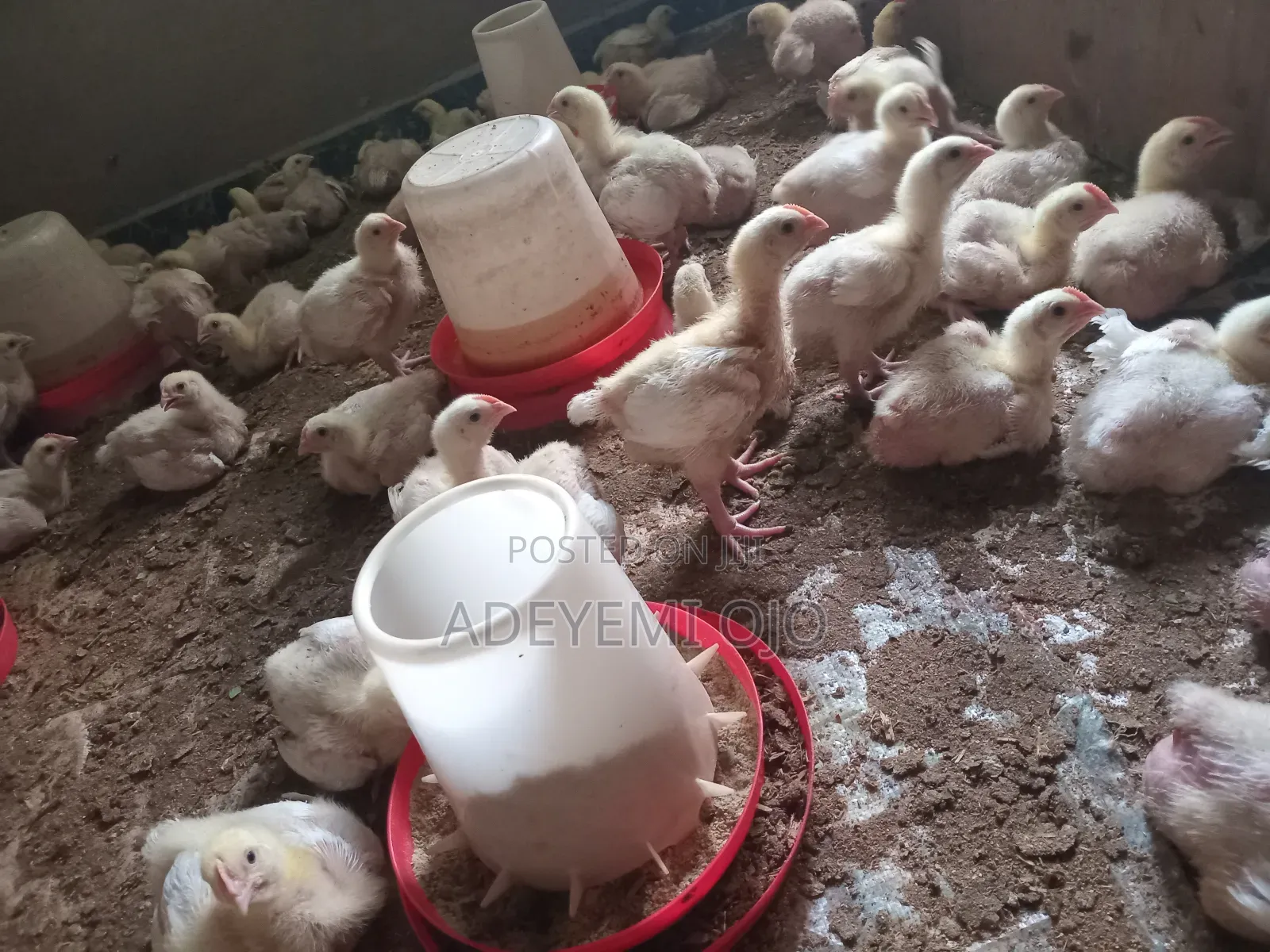 2 Weeks Broilers for Sale