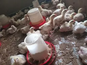 2 Weeks Broilers for Sale